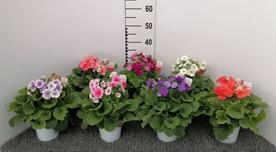 Immagine di PRIMULA OBCONICA TOUCH ME V.14 CM