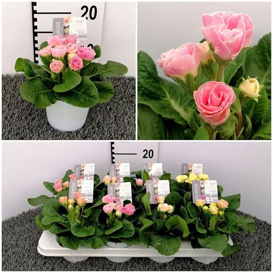 Immagine di PRIMULA BELLEROSE V.12 CM