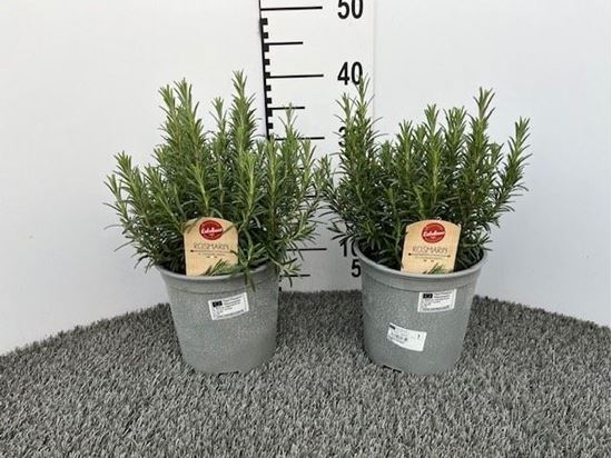 Immagine di ROSMARINO OFFICINALIS V.18 CM CESPUGLIO