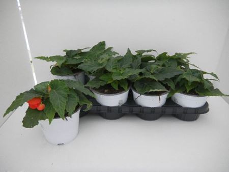 Immagine di BEGONIA FLORENCIO V.14 CM META' COLTURA