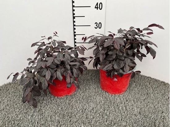 Immagine di LOROPETALUM V.17 CM