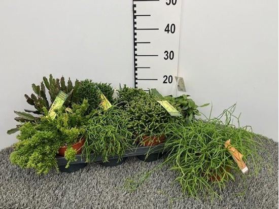Immagine di RHIPSALIS MIX V.12 CM