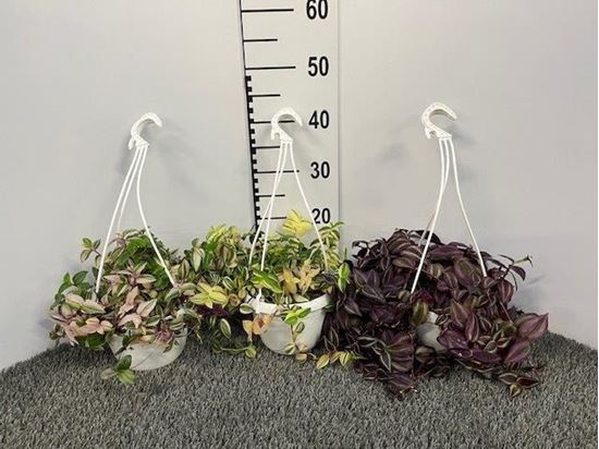 Immagine di TRADESCANTIA BK. 16 CM