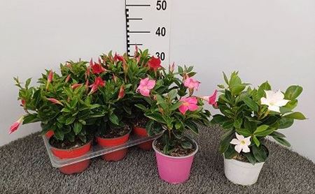 Immagine di DIPLADENIA V.14 CM