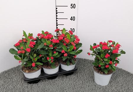 Immagine di EUPHORBIA MILII V.14 CM