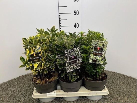 Immagine di EUONYMUS MIX V.15 CM