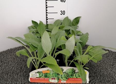 Immagine di CARCIOFO VERDE F1 PACK 4 PIANTE