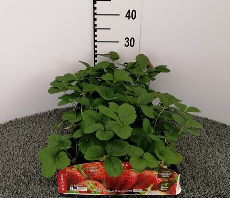 Immagine di FRAGRARIA X ANANASSA PACK 4P.DUCH. EX ROZIER VAR.MALGA FRAGOLA RIFIORENTE PACK 4 PIANTE - materiali CAC