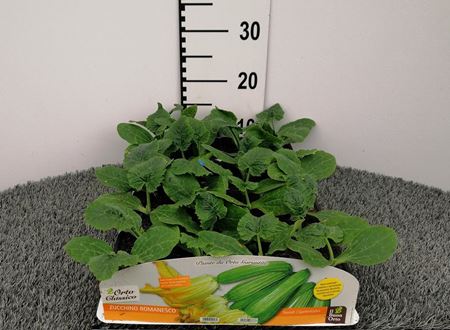 Immagine di ZUCCHINO ROMANESCO PACK 4 PIANTE