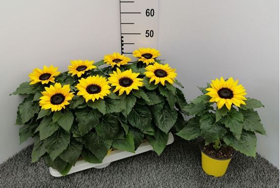Immagine di HELIANTUS (GIRASOLE) V.14 CM