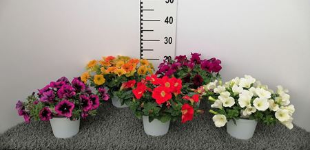 Immagine di PETUNIA VERANDA V.14 CM