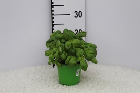 Immagine di BASILICO GENOVESE V.14 CM