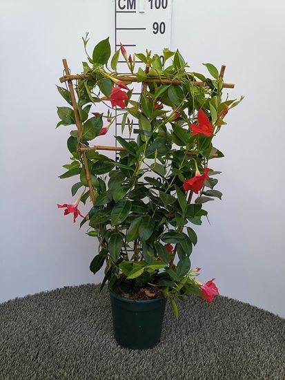 Immagine di DIPLADENIA SUNDAVILLE V.17 CM SPALLIERA
