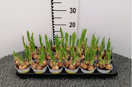Immagine di NARCISO TETE A TETE V.9 CM