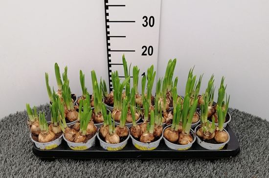 Immagine di NARCISO TETE A TETE V.9 CM