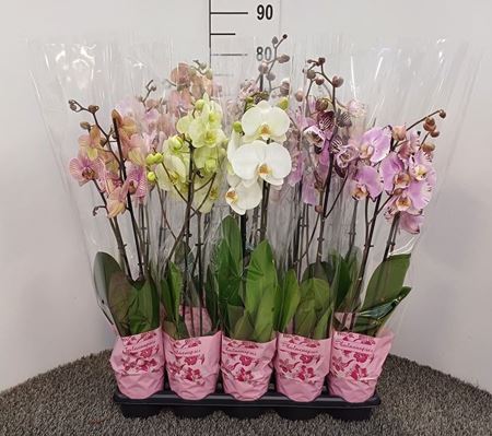 Immagine di PHALEONOPSIS MIX V.12 CM 2 RAMI NL