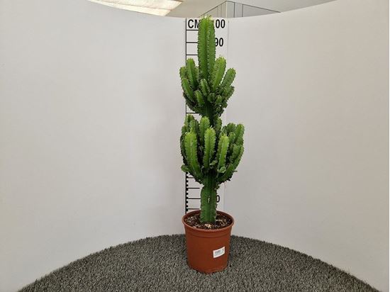 Immagine di EUPHORBIA ERITREA V.21 CM
