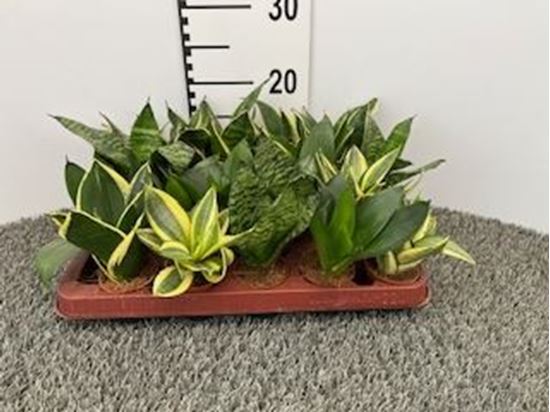 Immagine di SANSEVERIA LAURENTII V.7 CM