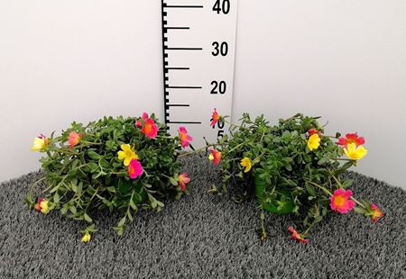 Immagine di PORTULACA TRICOLOR V.14 CM