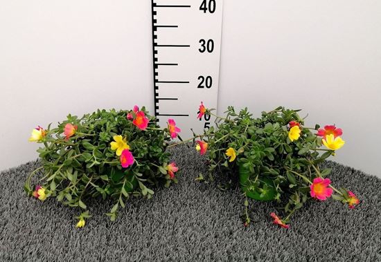 Immagine di PORTULACA TRICOLOR V.14 CM