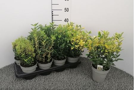 Immagine di EUONYMUS MIX V.13 CM