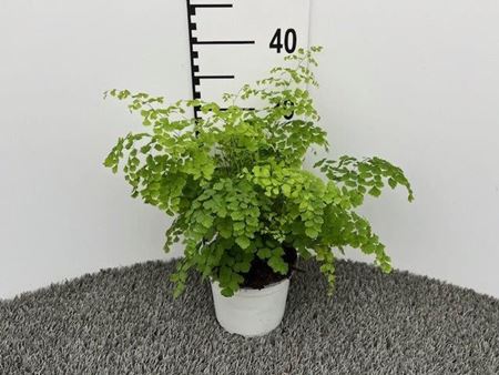 Immagine di ADIANTUM FRAGRANS V.14 CM