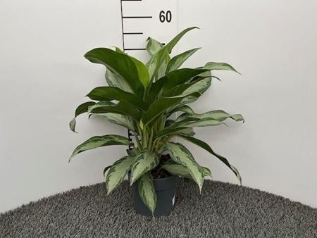 Immagine di AGLAONEMA MIX V.17 CM