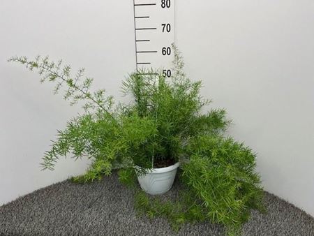 Immagine di ASPARAGUS SPRENGERI BK.20 CM