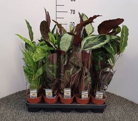 Immagine di CALATHEA MIX V.13 CM