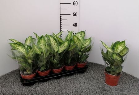 Immagine di DIEFFENBACHIA MIX V.12 CM