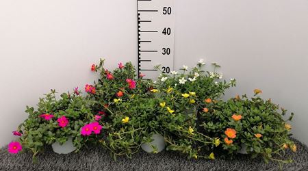 Immagine di PORTULACA V.14 CM