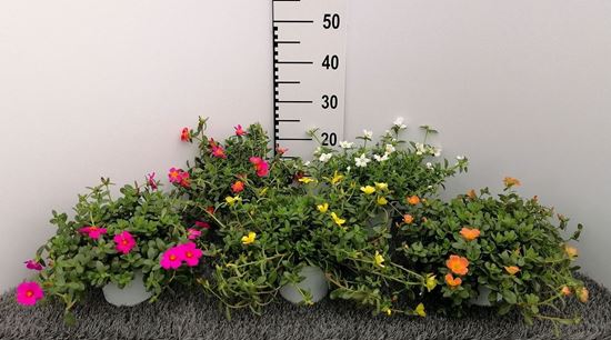 Immagine di PORTULACA V.14 CM