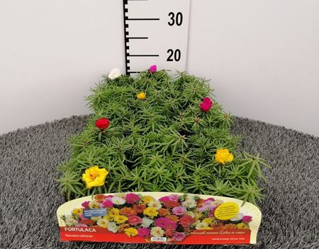 Immagine di PORTULACA V.10 CM