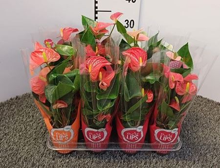 Immagine di ANTHURIUM ANDR. MIX V.9 CM