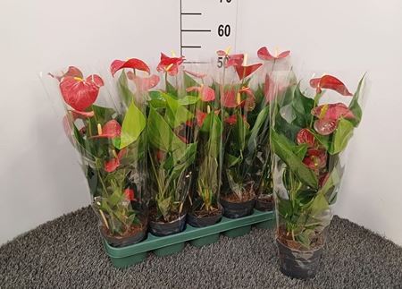 Immagine di ANTHURIUM ANDR. MIX V.12 CM