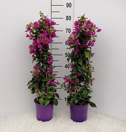 Immagine di BOUGAINVILLEA ALEX. V.17 H.80 CM PIRAMIDE