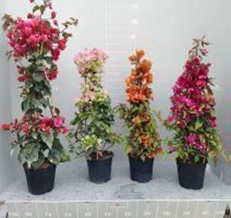 Immagine di BOUGAINVILLEA CALIF. V.17 CM PIRAMIDE
