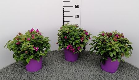 Immagine di BOUGAINVILLEA V.17 CM CESPUGLIO