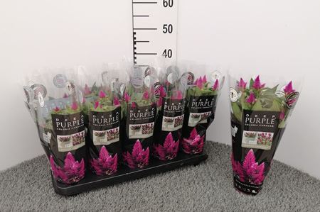 Immagine di CELOSIA VENEZUELA V.12 CM