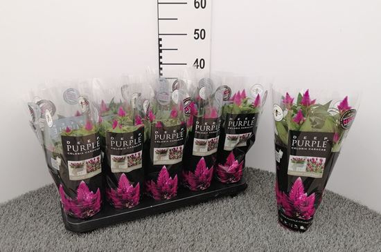 Immagine di CELOSIA VENEZUELA V.12 CM