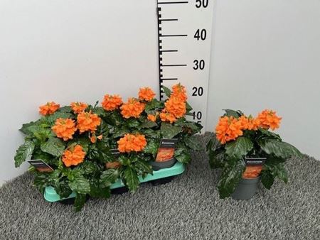 Immagine di CROSSANDRA V.13 CM