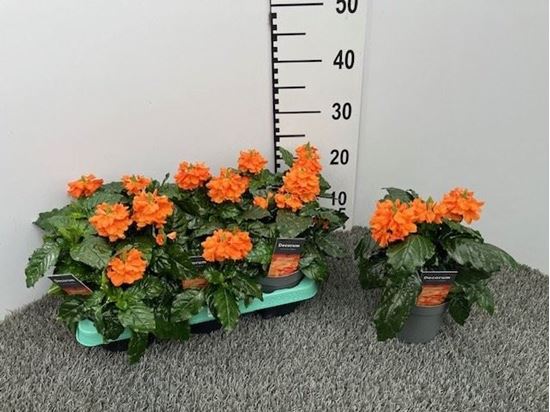 Immagine di CROSSANDRA V.13 CM