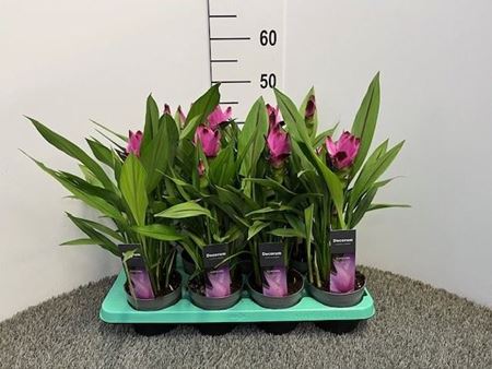 Immagine di CURCUMA V.13 CM