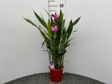 Immagine di CURCUMA V.17 CM