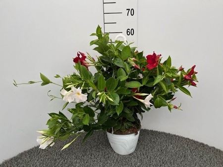 Immagine di DIPLADENIA BICOLOR BK.18 CM