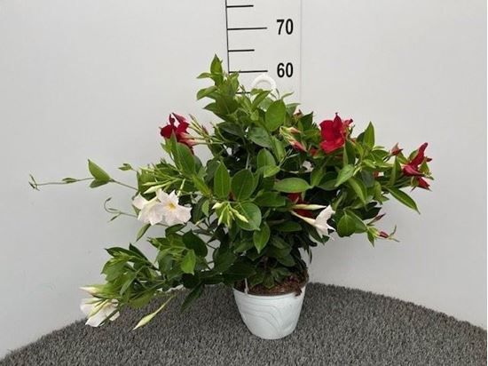 Immagine di DIPLADENIA BICOLOR BK.18 CM