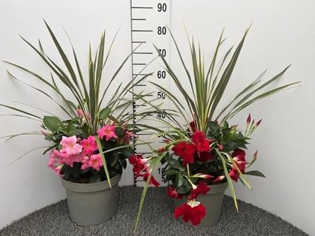 Immagine di GARDEN CONTAINER CORDYLINE+DIPLADENIA V.26 CM