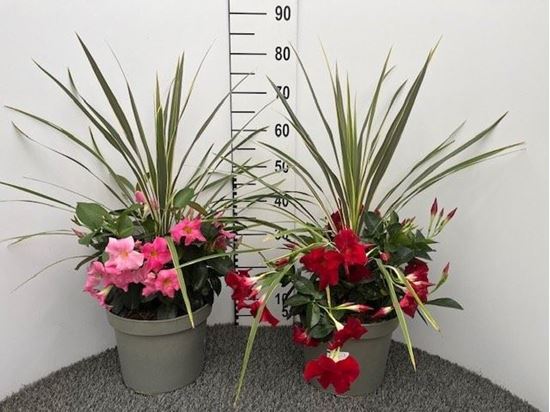Immagine di GARDEN CONTAINER CORDYLINE+DIPLADENIA V.26 CM