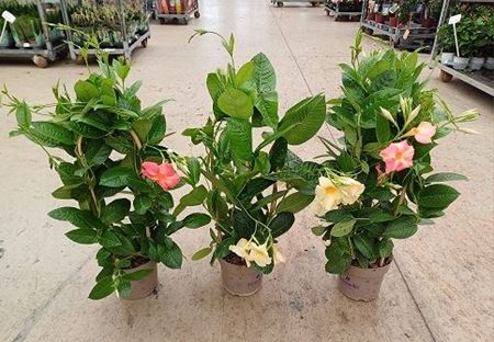 Immagine di DIPLADENIA GIANT LINE V.17 CM