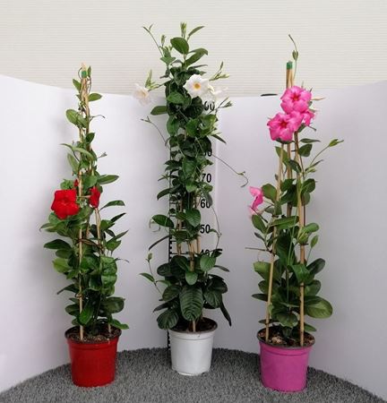 Immagine di DIPLADENIA MANDEVILLA V.19  CM PIRAMIDE